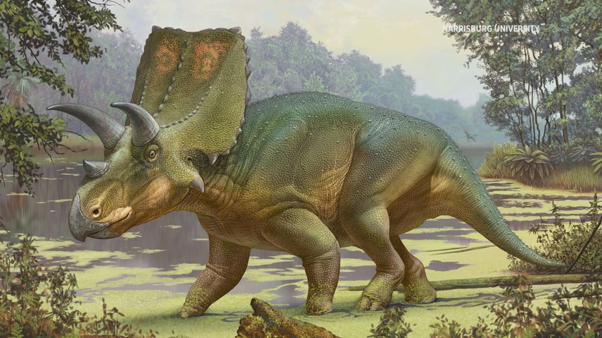 Sierraceratops turneri is the second new species named by Dr. Steven Jasinski, of HU’s Department of Environmental Science and Sustainability, in the past year.