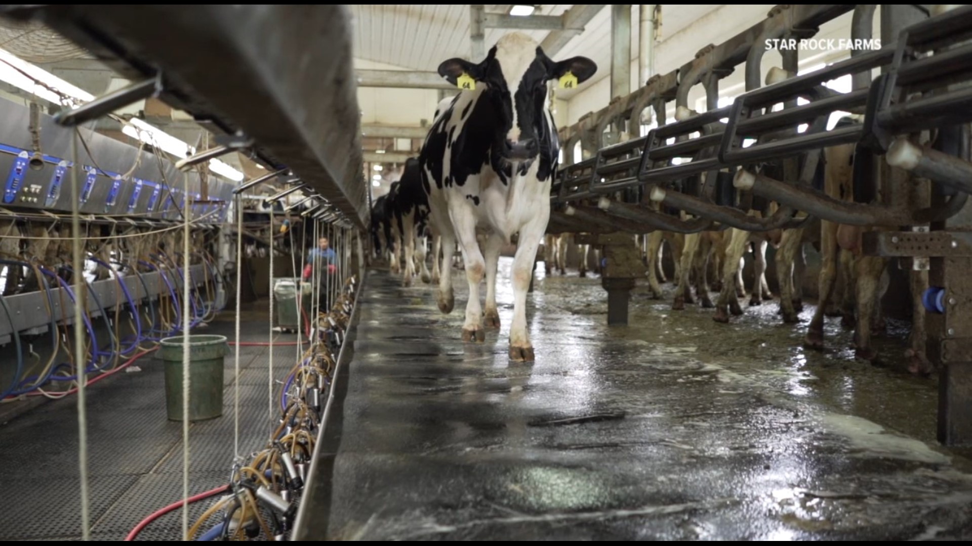 Students can join via Zoom, Facebook or YouTube to get a glimpse of how local dairy farmers care for their cows and more.