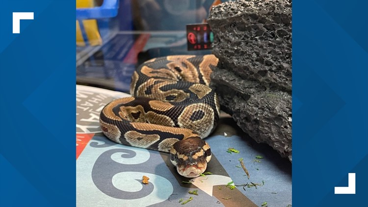 Python caught chilling on shelves at Walmart in Bloomington