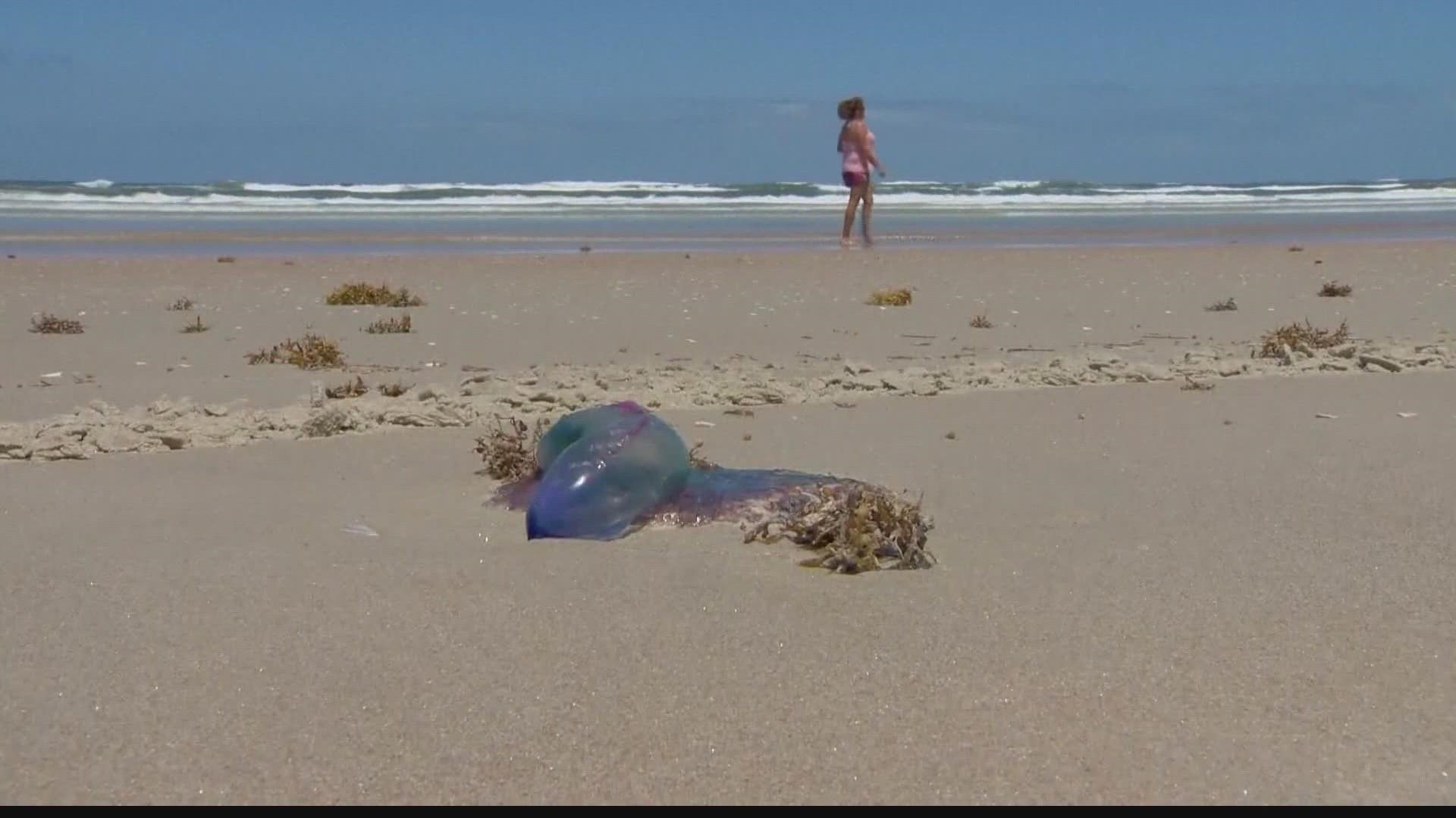 Lifeguards are reminding people to be aware of Portuguese man o’ war.