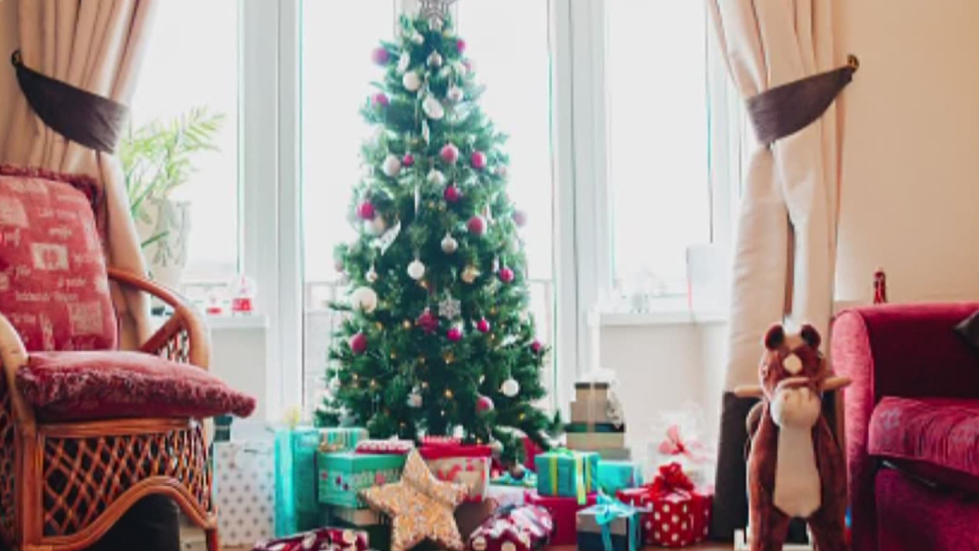 Christmas Tree Store Greensboro Nc - Christmas Tree In Four Seasons