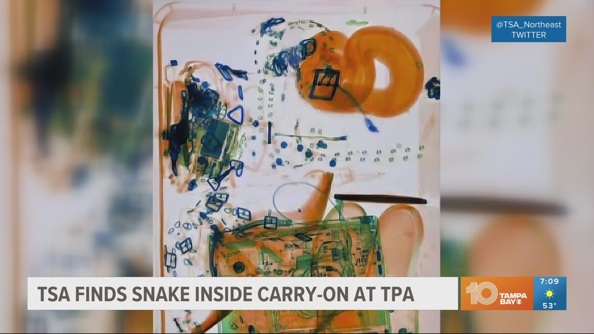 TSA officers noticed the snake coiled up in the carry-on luggage while it went through the X-ray machine.