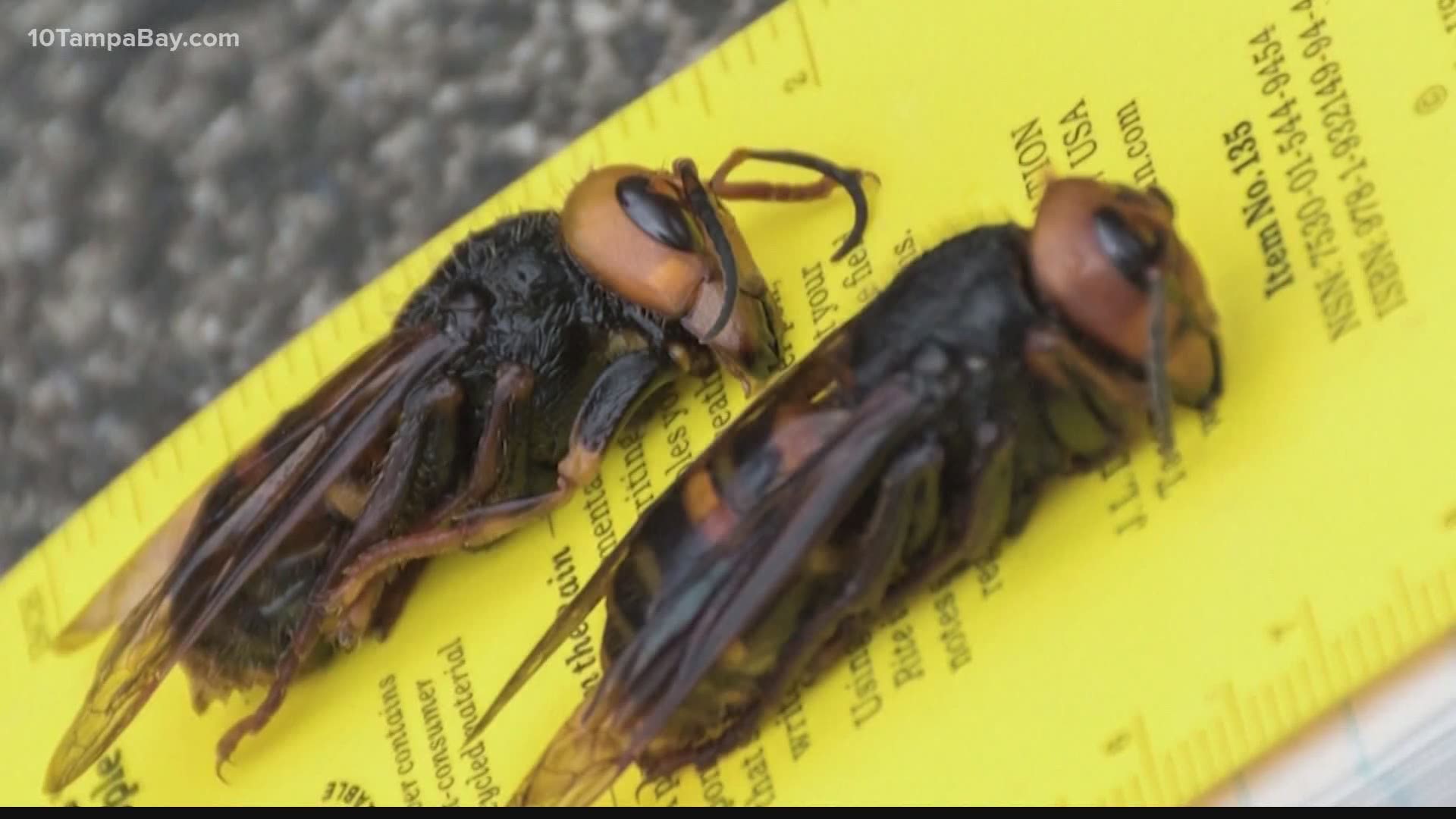 This was the first Asian giant hornet found in a trap, rather than found in the environment as the state’s five previous confirmed sightings were.