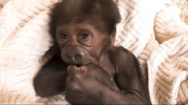 VIDEO: Endangered western lowland gorilla born at Jacksonville Zoo
