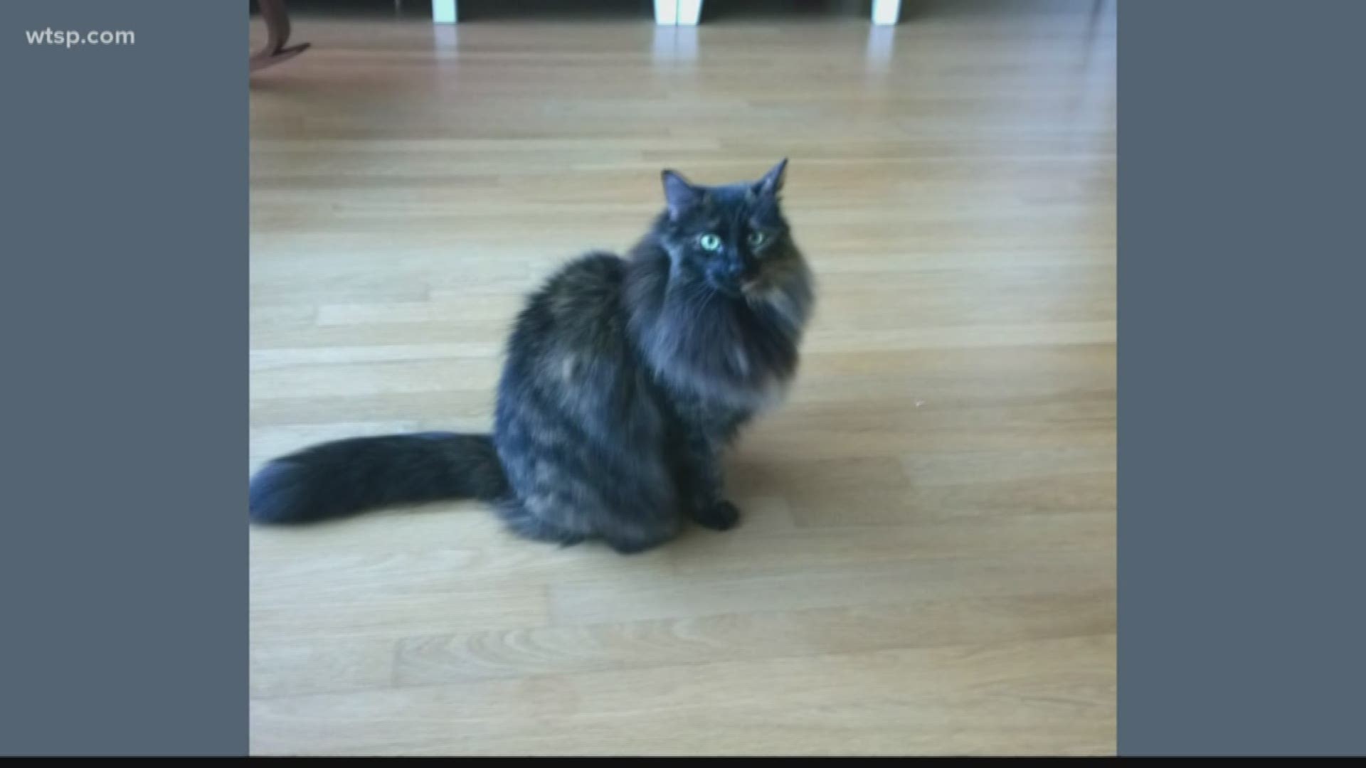 Bobcat Attack Lawsuit Defendants Claim Animal is a Housecat