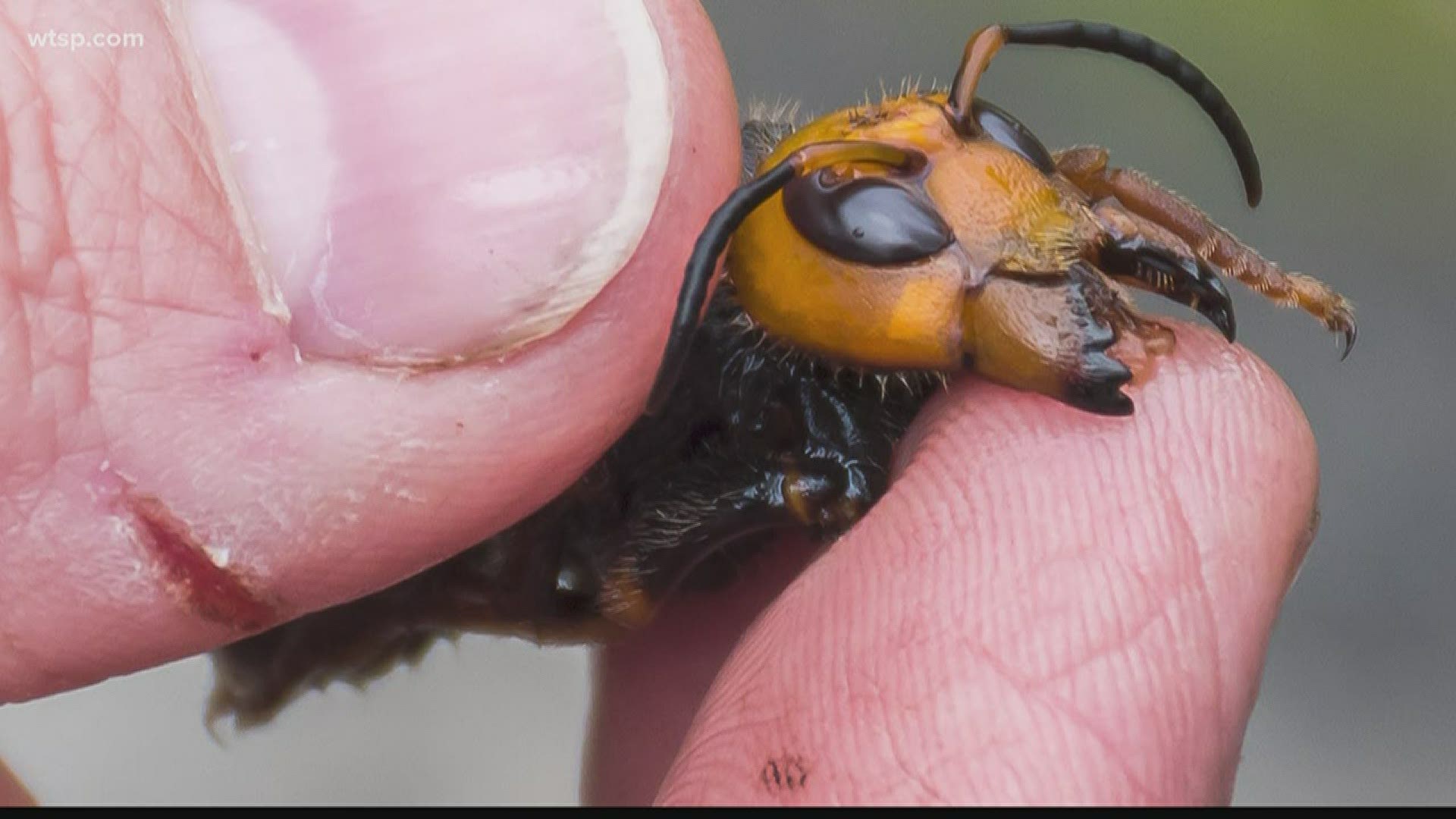 Experts say the chances of giant Asian hornets coming to Florida are slim.