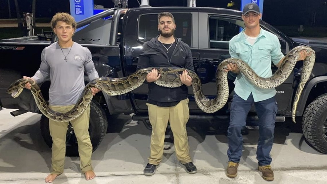 Florida hunters catch enormous 17-foot python | wfmynews2.com
