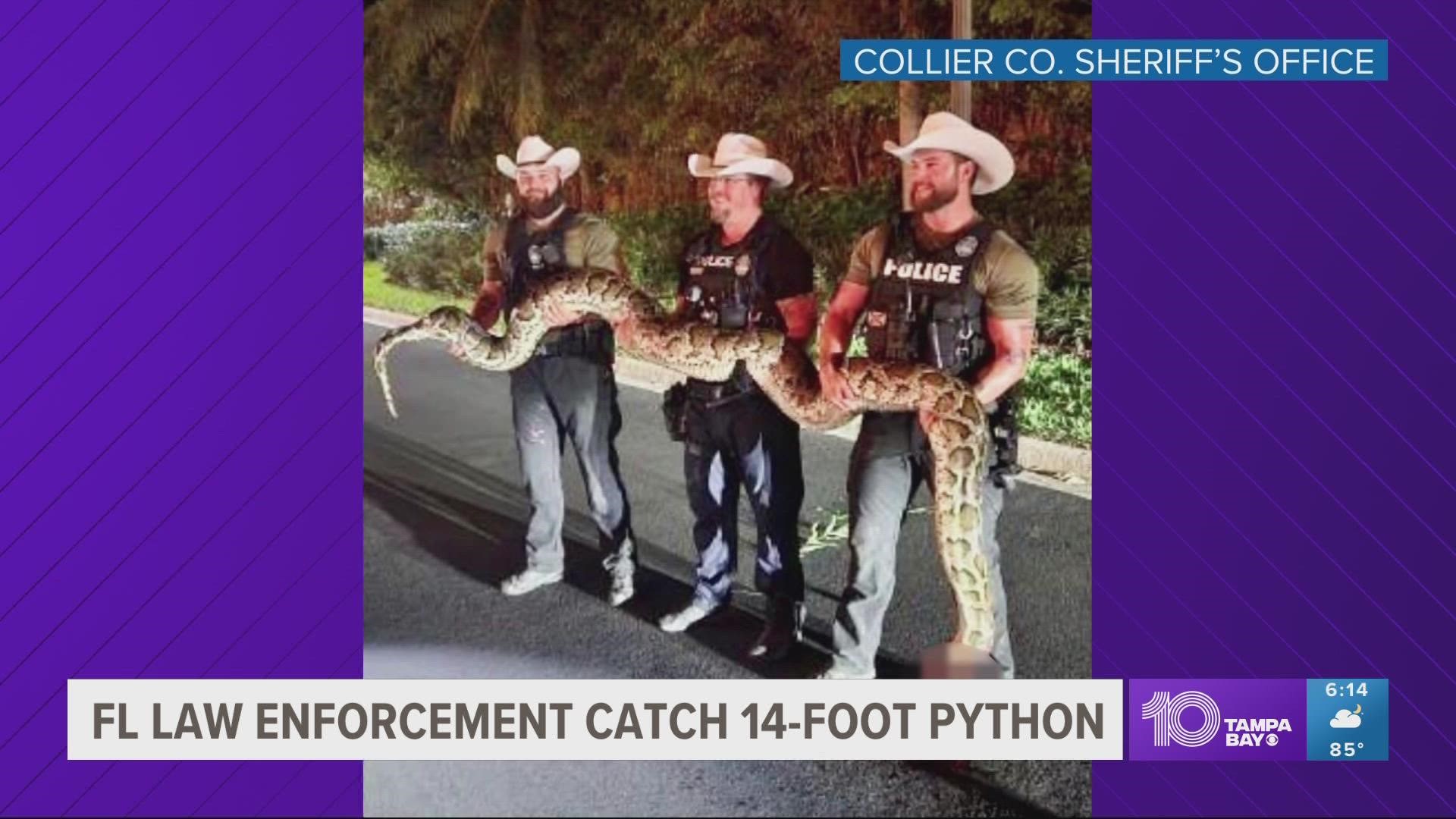 Florida deputies catch 14-foot python during Hurricane Ian clean ...