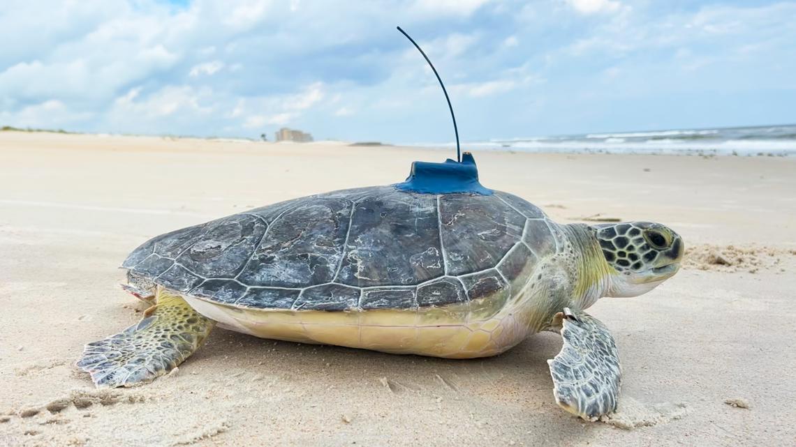 Rehabilitated sea turtle released in Florida | wfmynews2.com