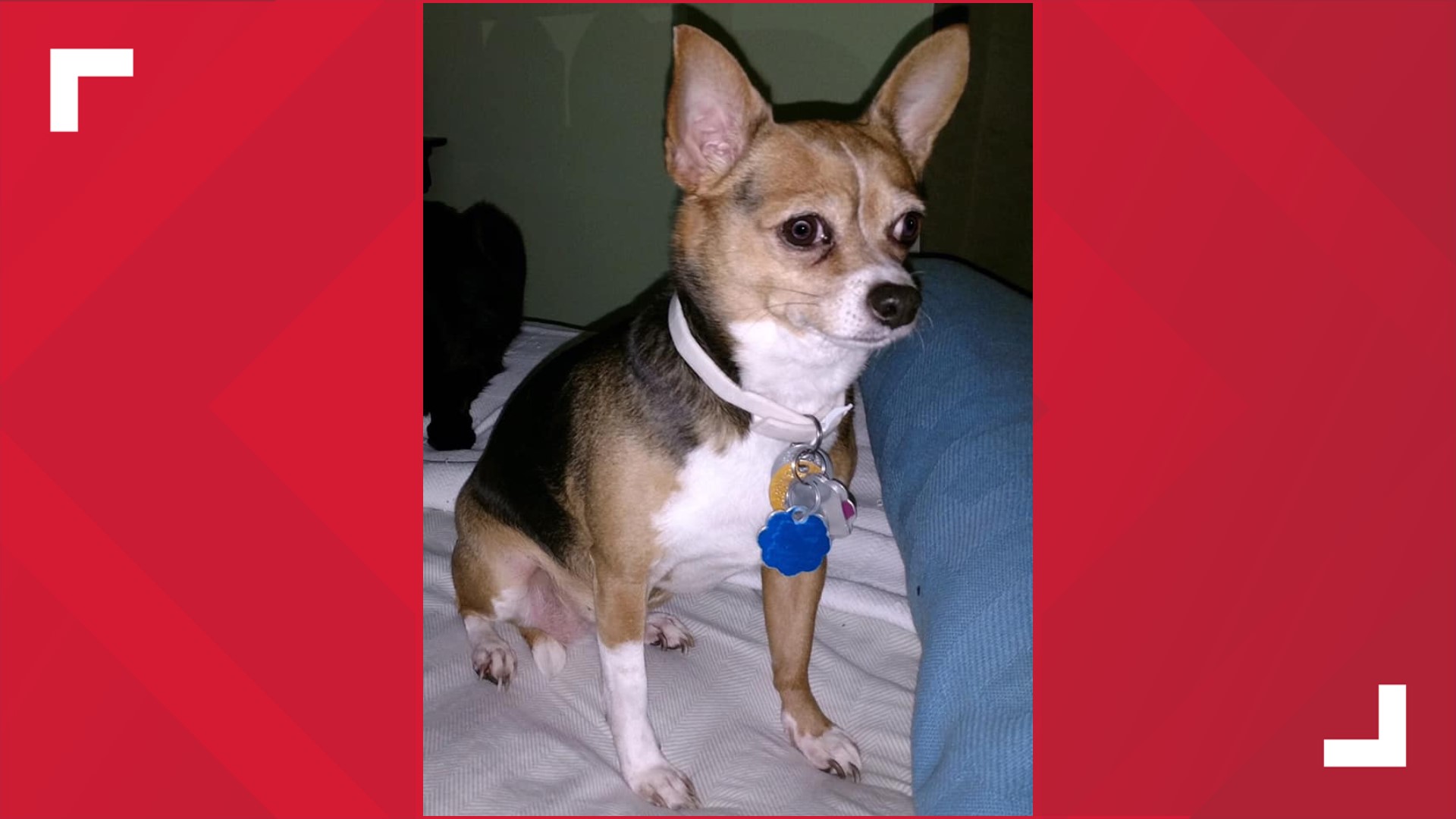 Stolen pet chihuahua reunited with owner | wfmynews2.com