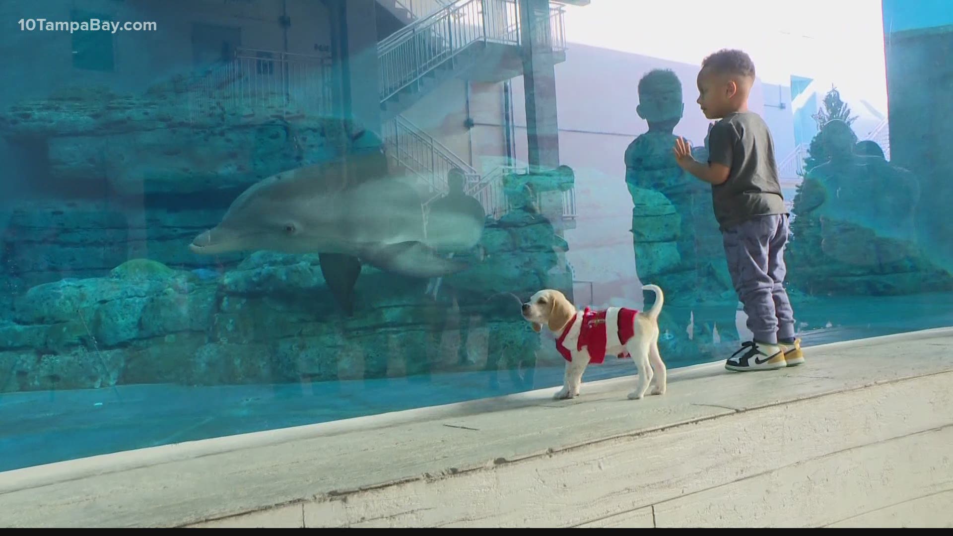 Fifteen years ago, on Dec. 10, the Clearwater Marine Aquarium rescued its most famous resident-- Winter the dolphin.