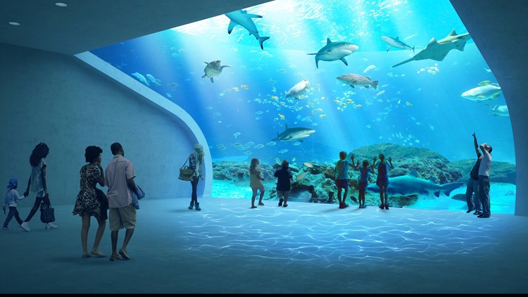 Mote is ready to build a new aquarium | wfmynews2.com
