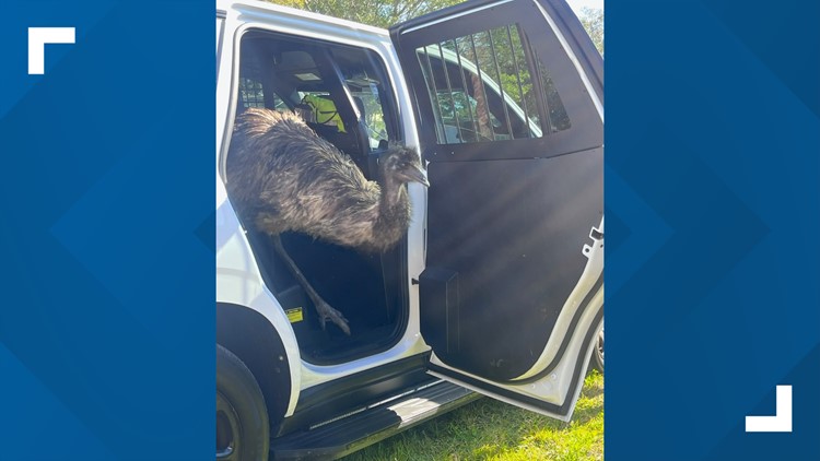 Wandering emu caught in Florida, returned to owner