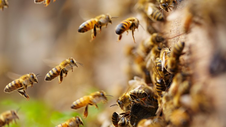 Bees are fish, California court rules