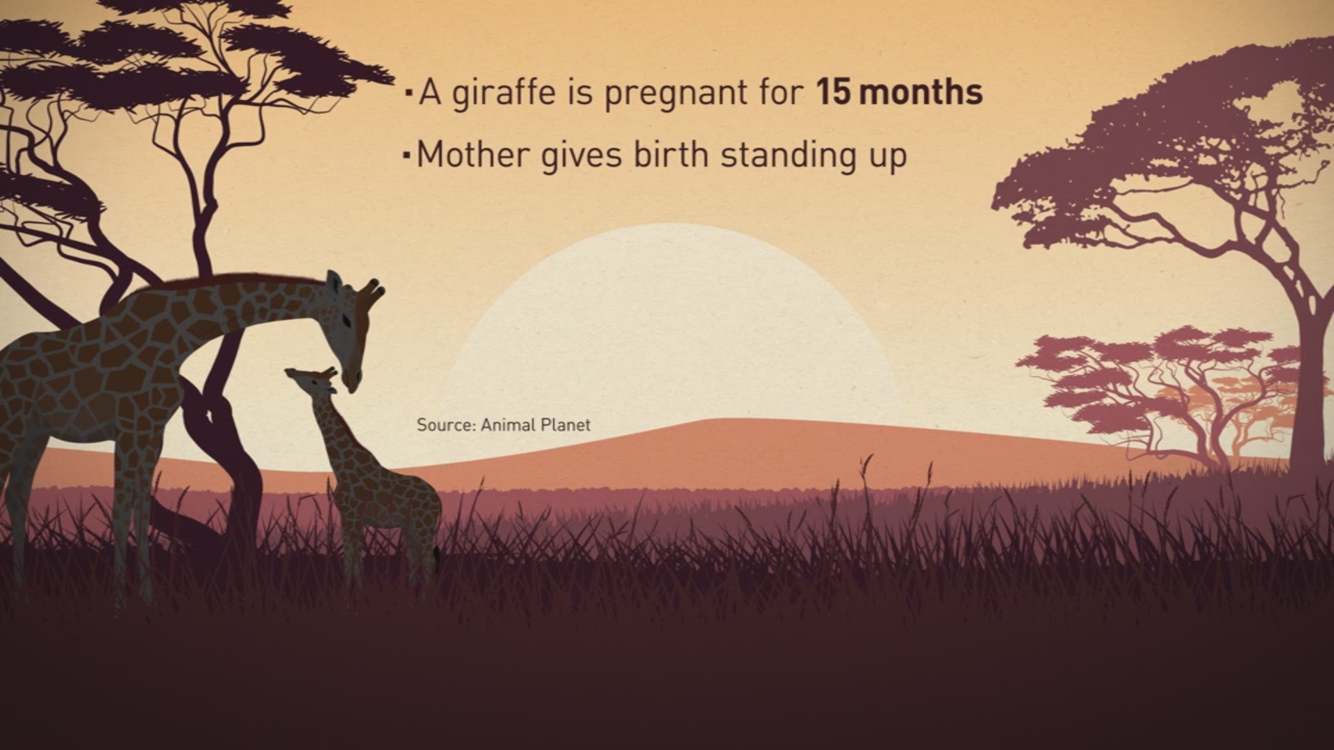 Giraffe Birth Facts
