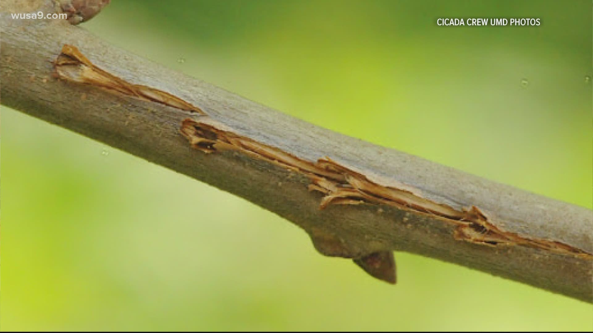 If a female cicada lays eggs in a tree, it will eventually cause the branch to die. Younger take in more damage than older ones