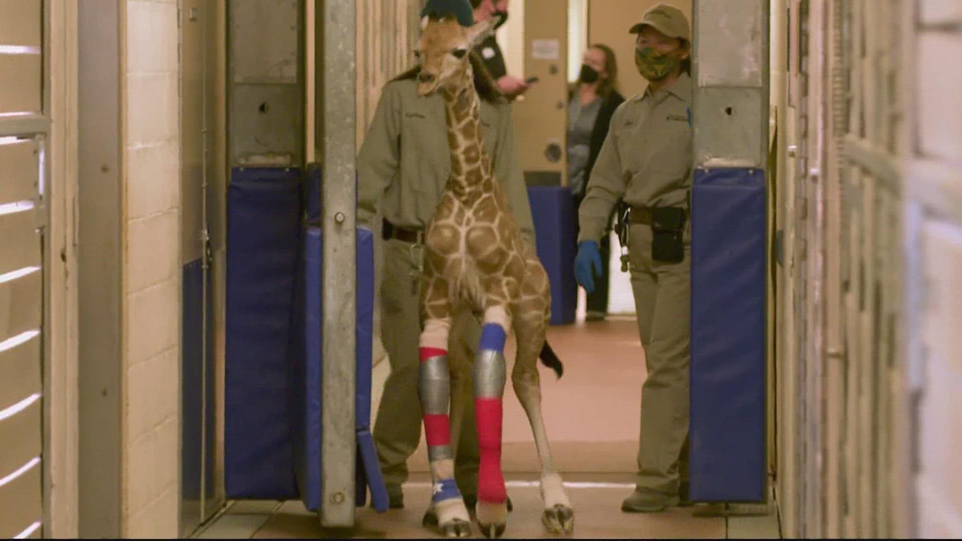 The giraffe was born with a rare condition causing its legs to bend the wrong way.