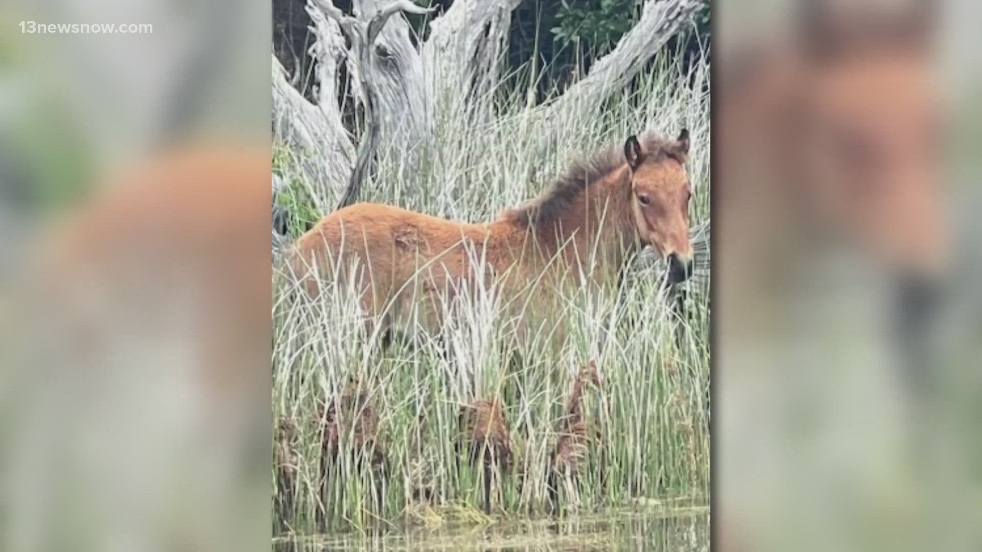 Most of the horses in the herd travel back and forth from the islands to the main beach, so to see a family away from the main beach area permanently is rare.