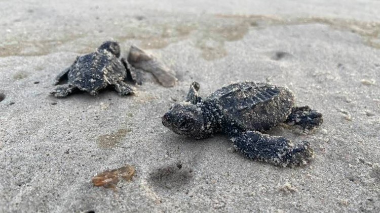 Nests from world's rarest sea turtle found on Cape Hatteras
