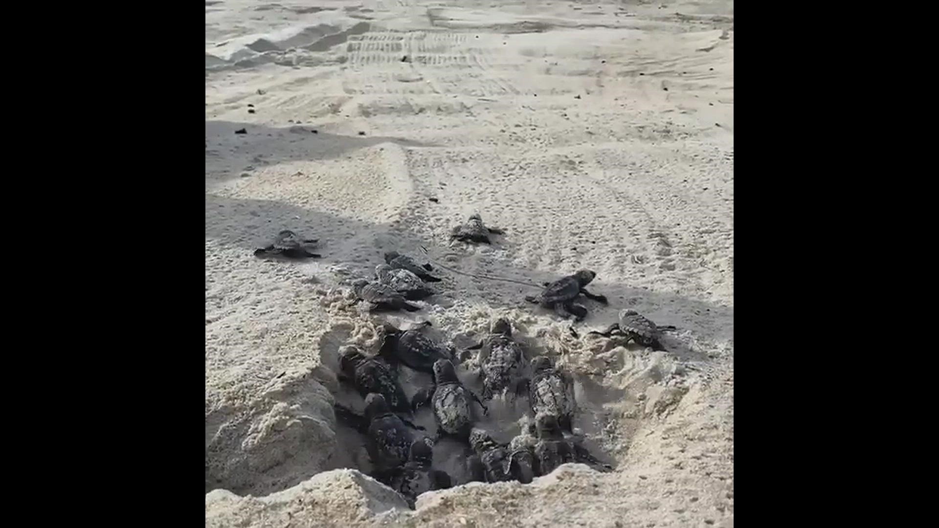 This nest on Hatteras Island had 64 baby sea turtles "boil" out. Video courtesy of Cape Hatteras National Seashore.