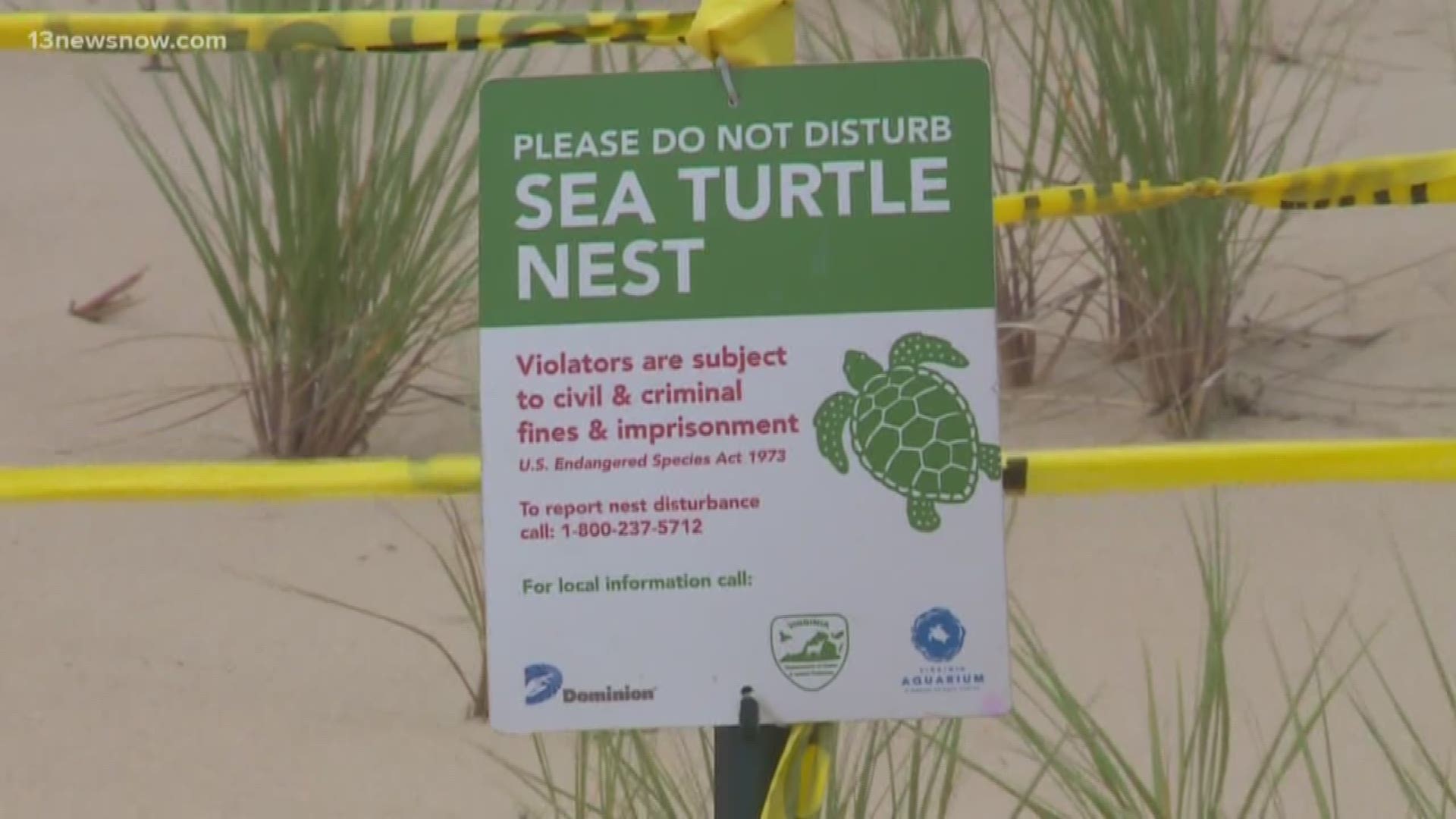 Over 150 sea turtle eggs were laid on the North End. The sea turtle nest is being protected because Loggerhead Sea Turtles are endangered and their survival rate is low.