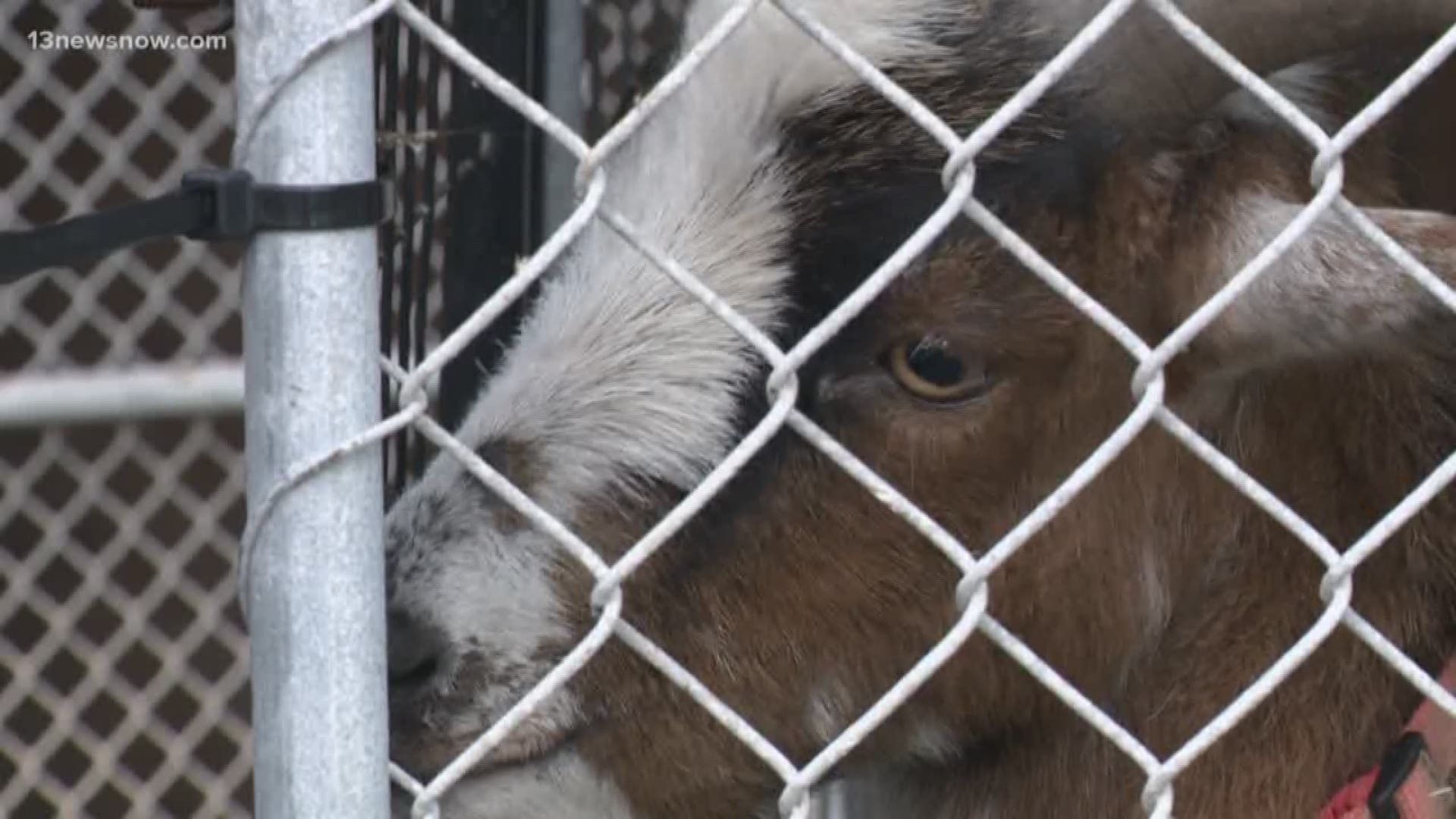 The Outer Banks SPCA is overwhelmed after they had to seize more than 80 animals from a home in Wanchese.