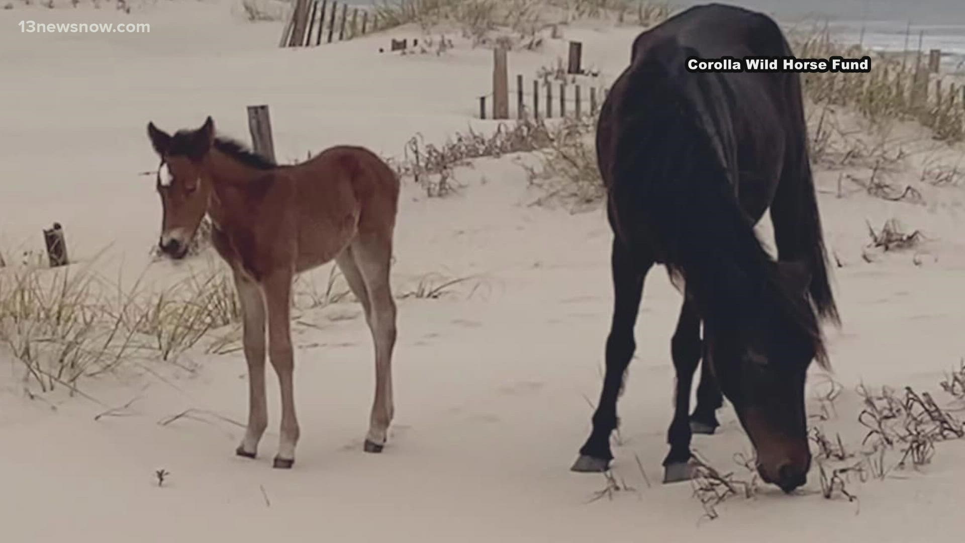 Cyclone was born on April 11.