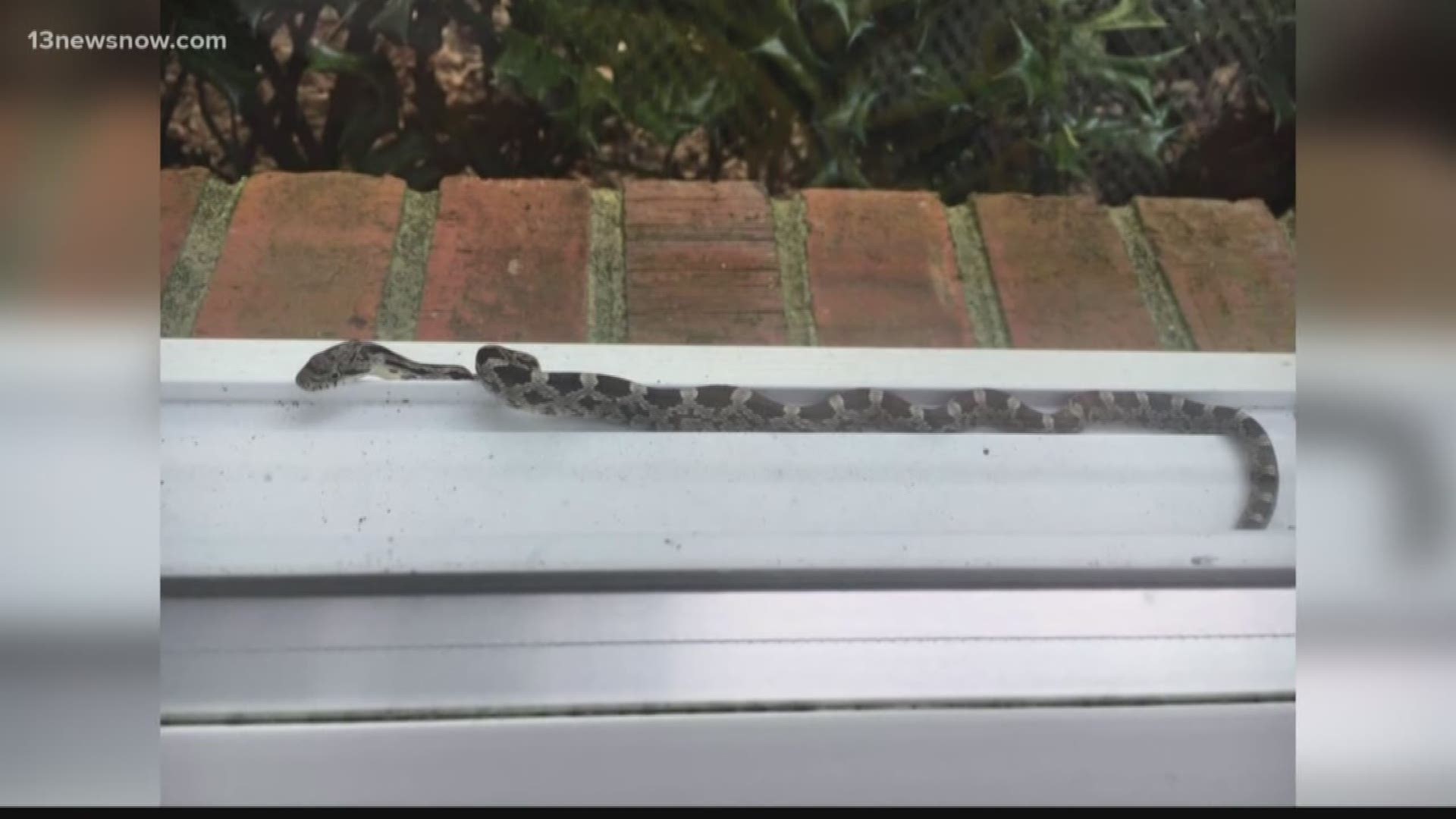 Someone found a snake slithering around the window of their Cape Story home!