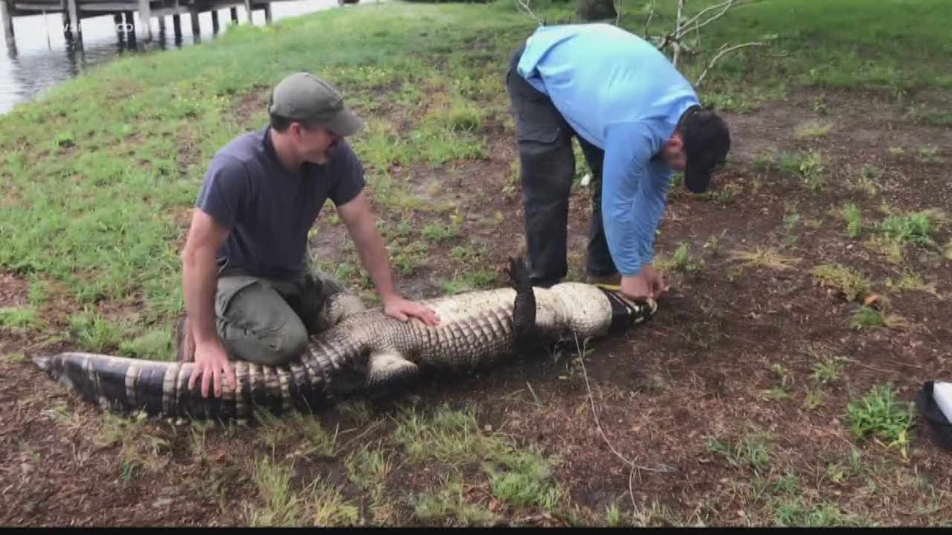 A big alligator could be somewhere in Kitty Hawk