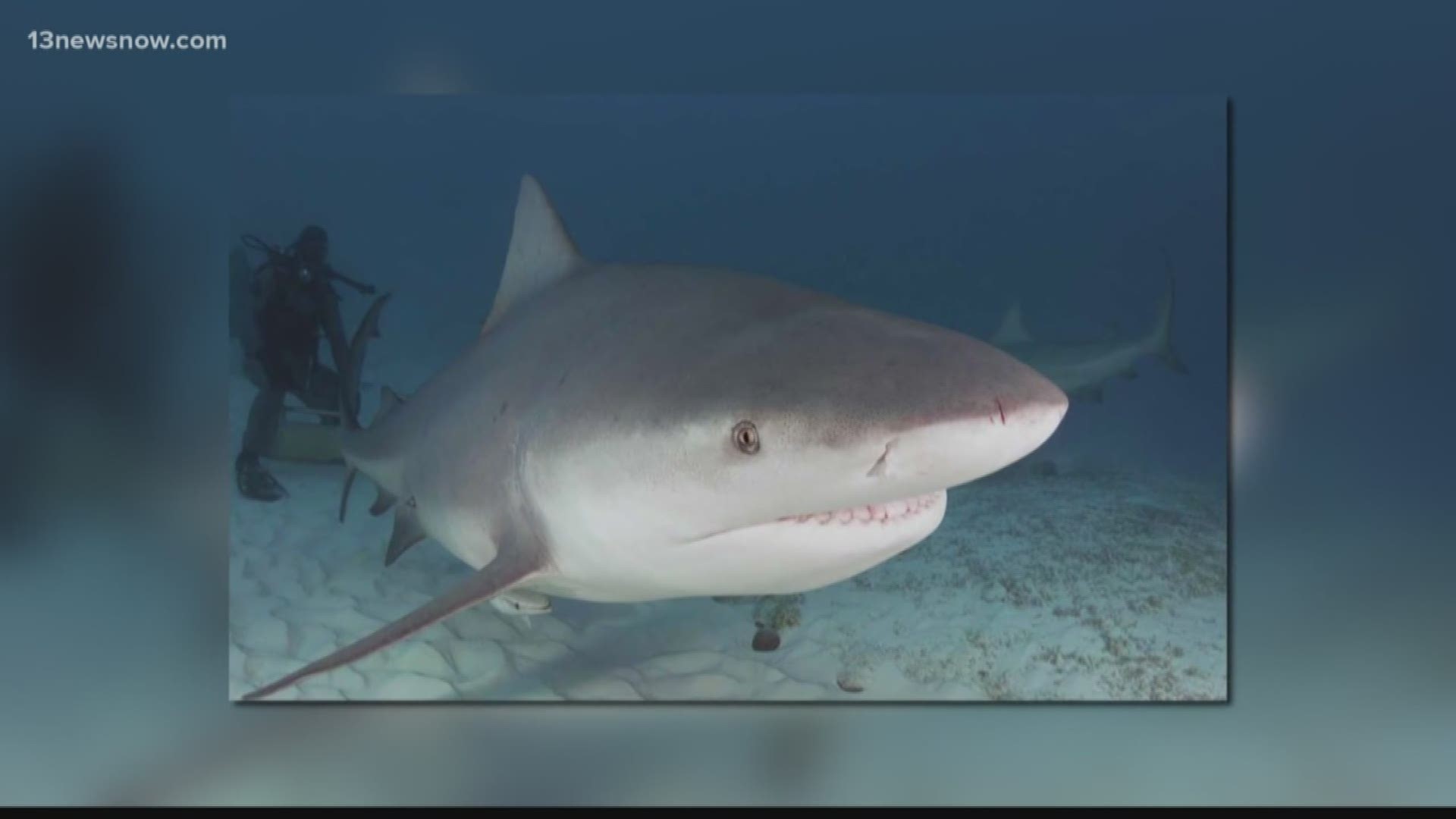 Experts say a growing number of 'bull sharks' is using the Pamlico Sound as nursing grounds.