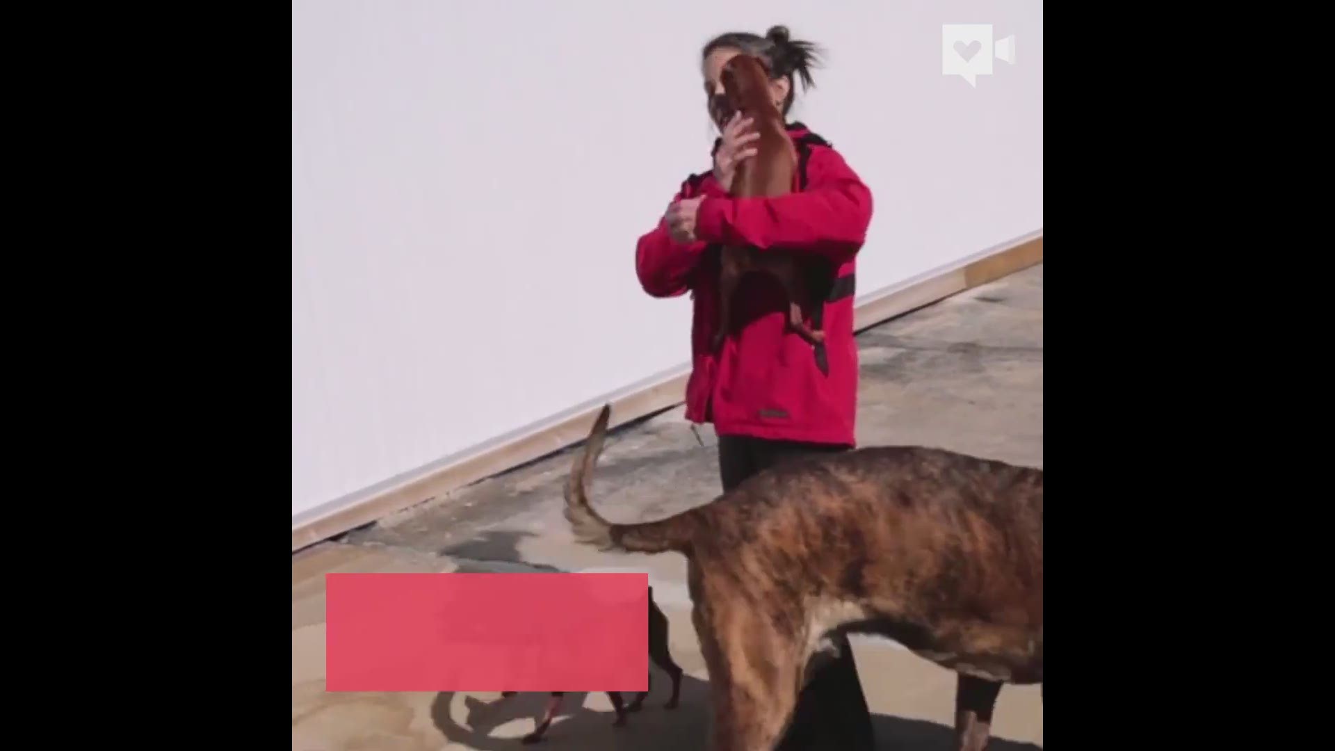 silver muzzle dog rescue and hospice program