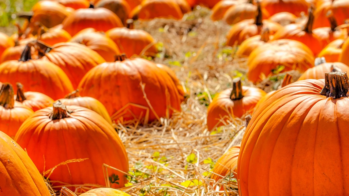 pumpkin patch in kernersville nc