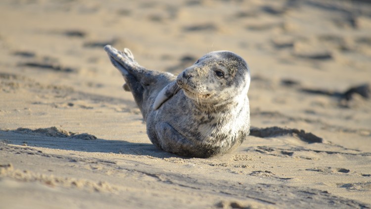 Outer Banks photographer shares video of grey seal pup taking a rest on the beach