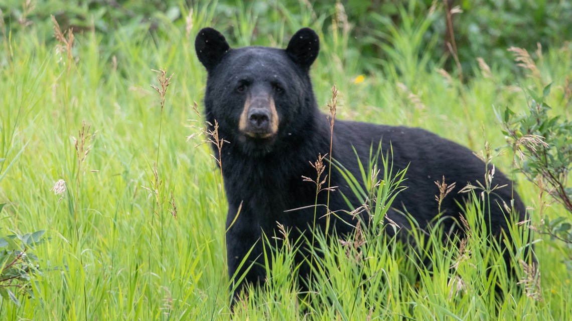 Black bear reported in Burlington | wfmynews2.com