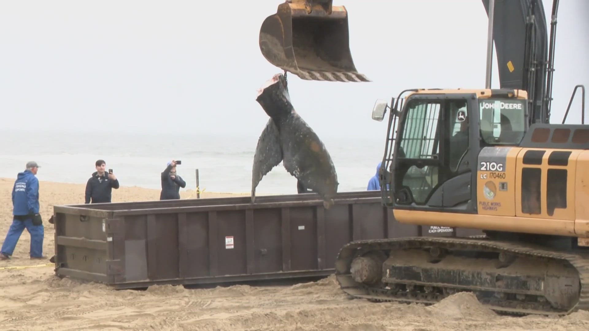 Another dead humpback whale reported offshore in Virginia Beach