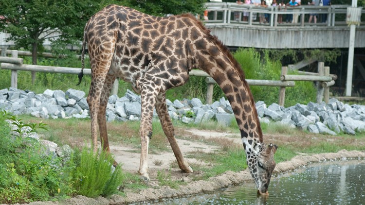Virginia Zoo announces passing of Masai giraffe, Billy
