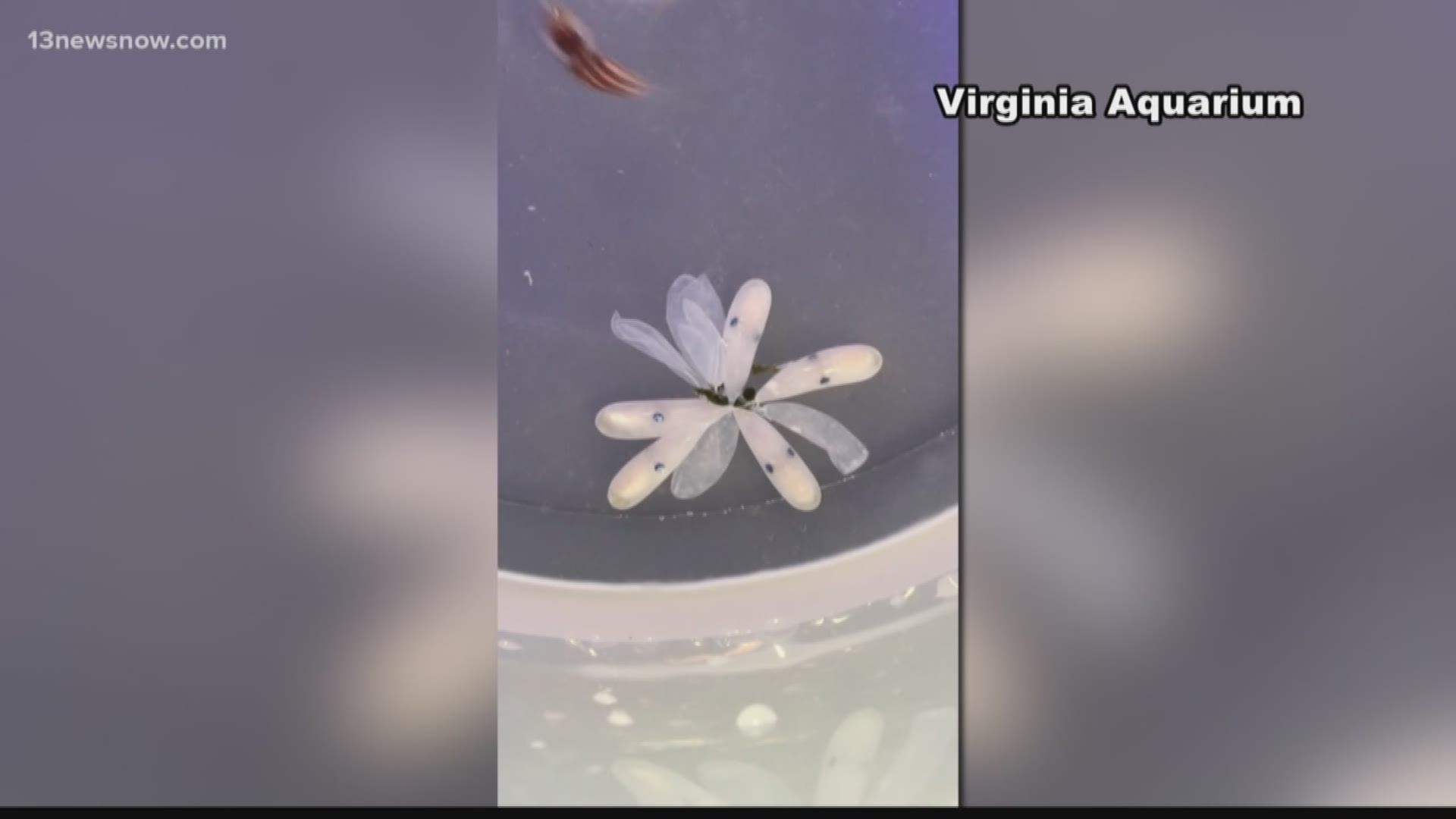 A video from the Virginia Aquarium has caught the attention of people all over