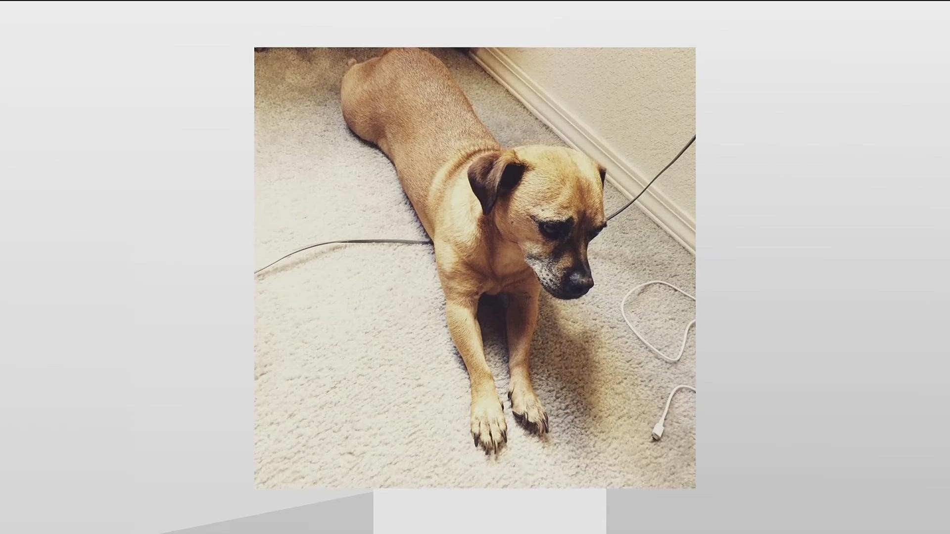 Dog named Nugget missing for 7 years reunited with his family ...