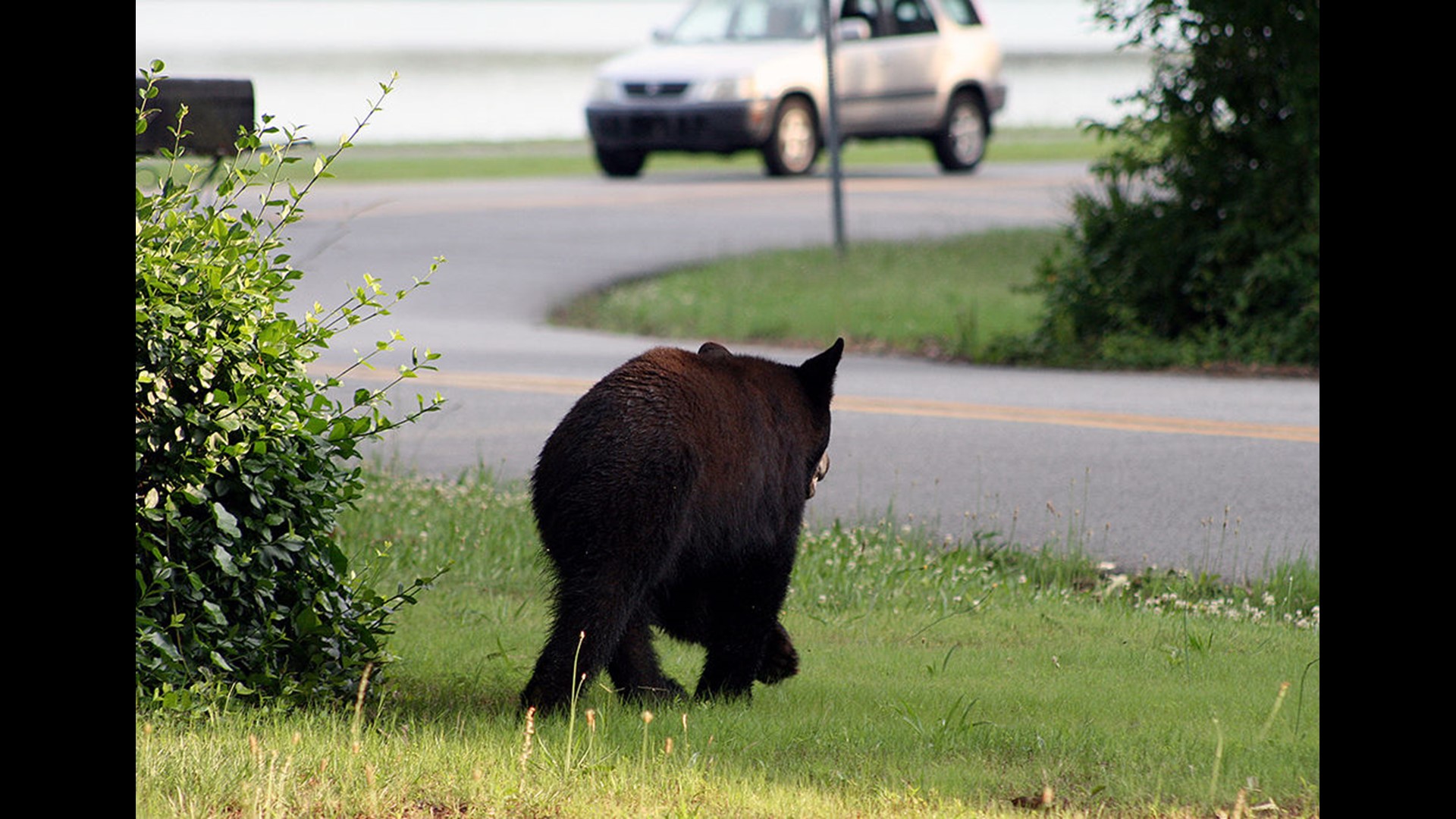 Black Bear Gets Sighted In Tree In Georgia Neighborhood | wfmynews2.com