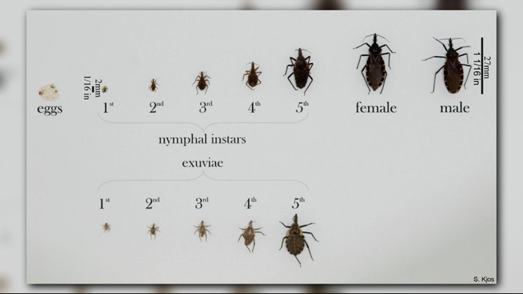Deadly 'Kissing Bug' Disease Continues To Spread | wfmynews2.com