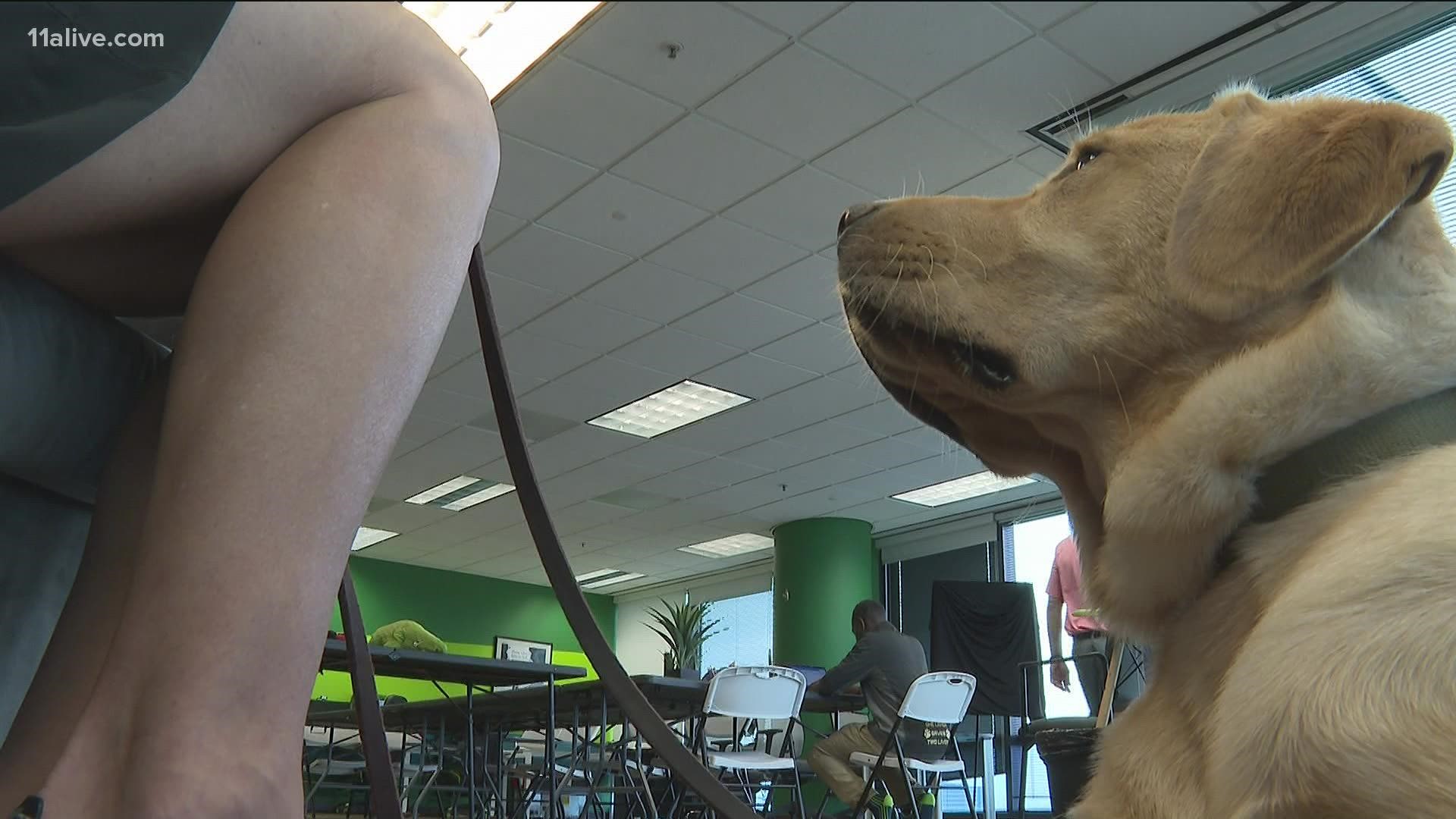 Veterans who spent time in Afghanistan are struggling and turning to service dogs to help support their mental health.