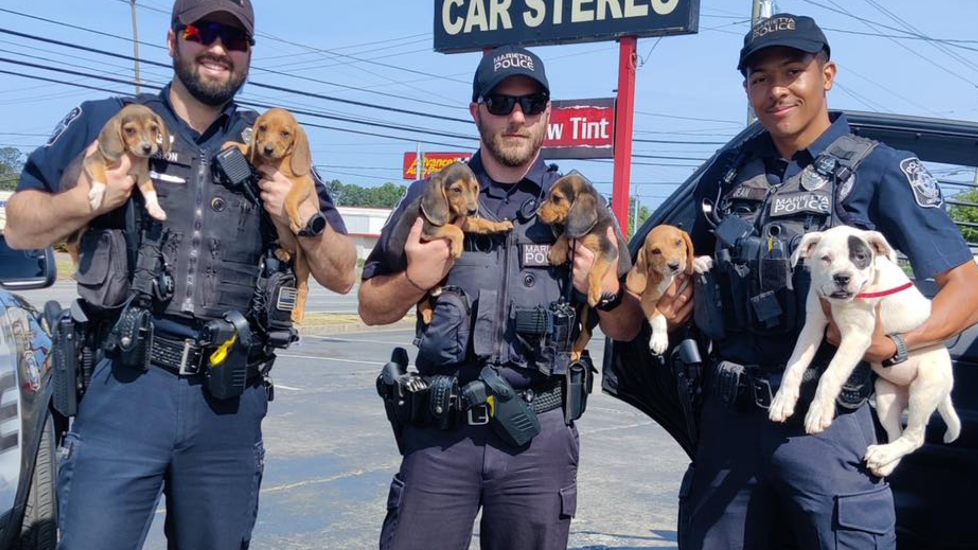 Six puppies got out of a fenced area and made their way onto Cobb Parkway near the Big Chicken.