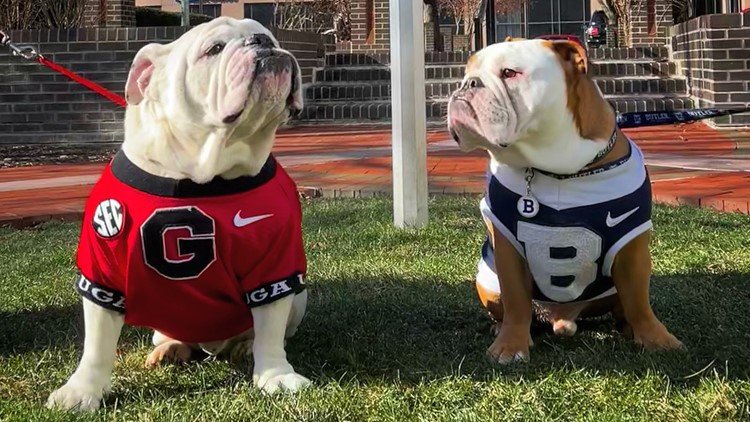Georgia's Uga met Butler's Blue and it was the cutest thing ever