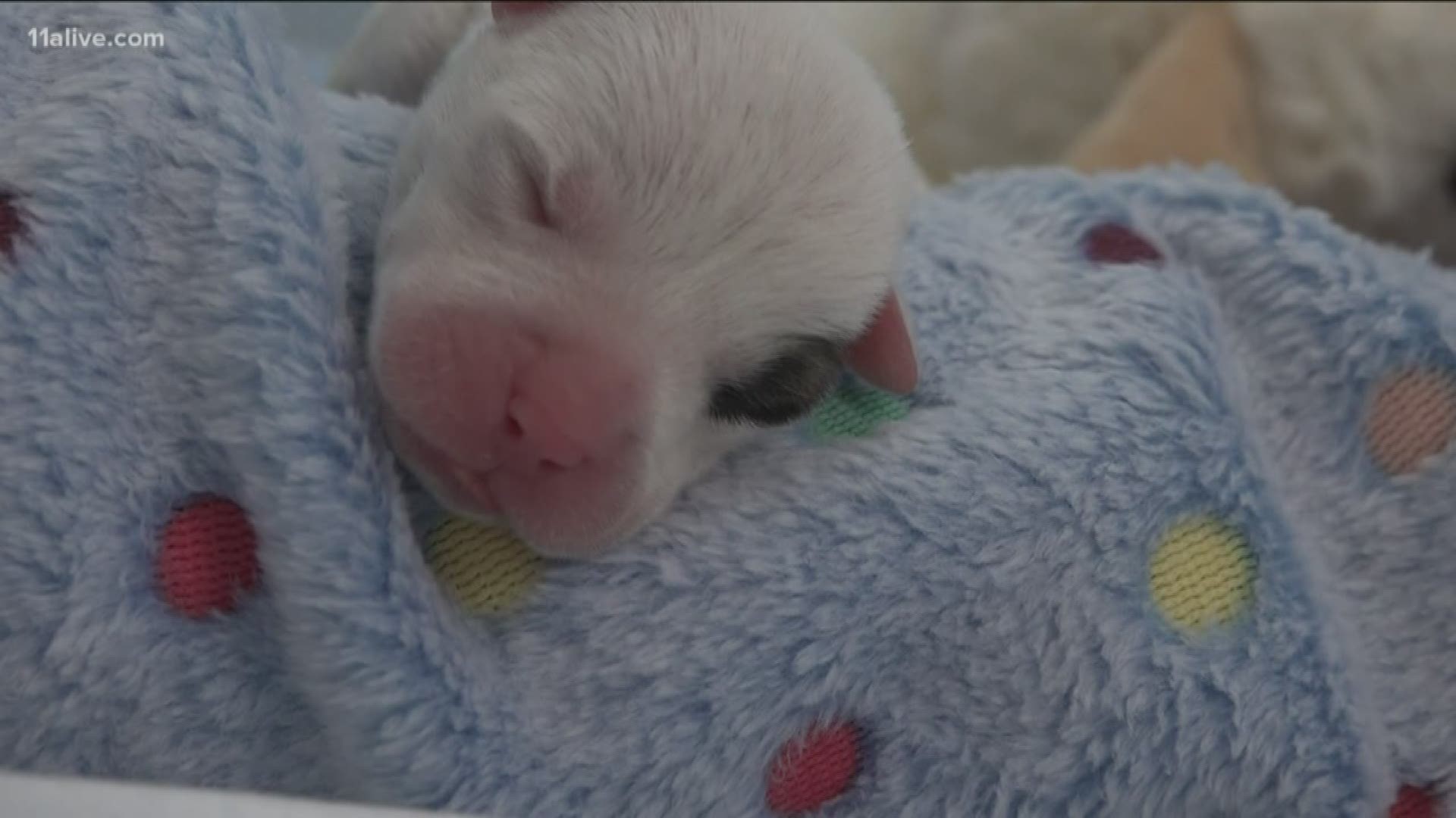 Tara and Craig Sloan found the puppies on Sunday. They're currently in the care of a shelter.