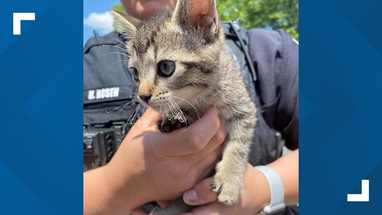 Police rescue kitten from car, finds fur-ever home