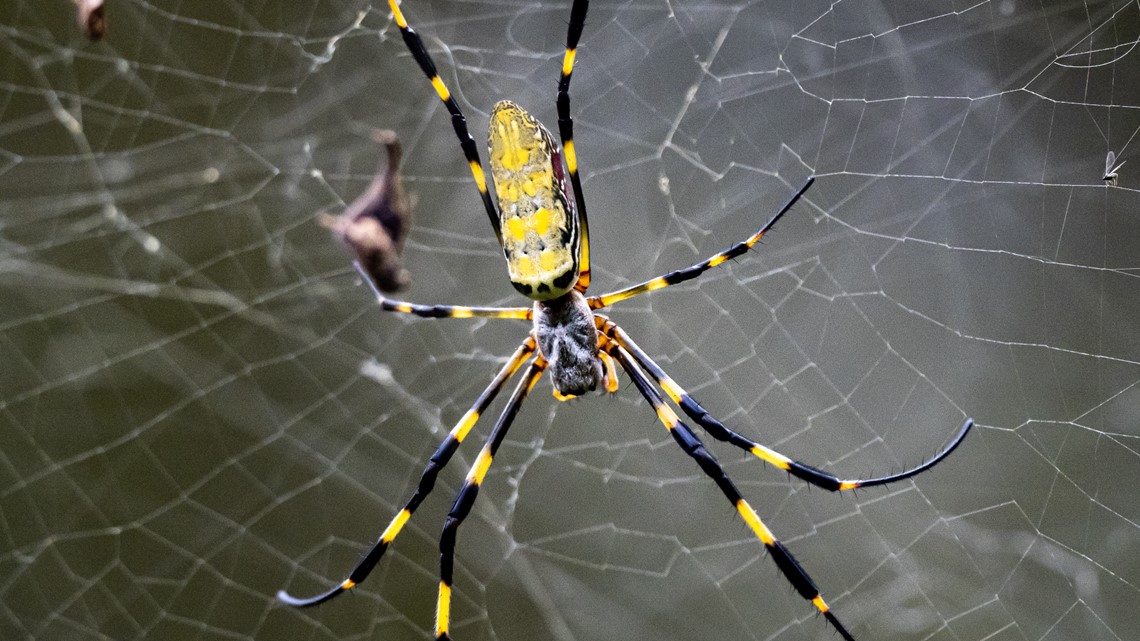 Huge invasive Joro spiders take hold in Georgia, South Carolina - Vimarsana News
