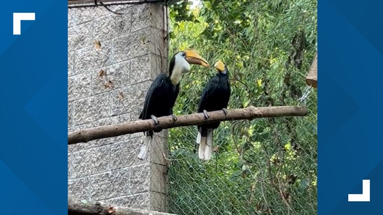 Zoo Atlanta welcomes new endangered species