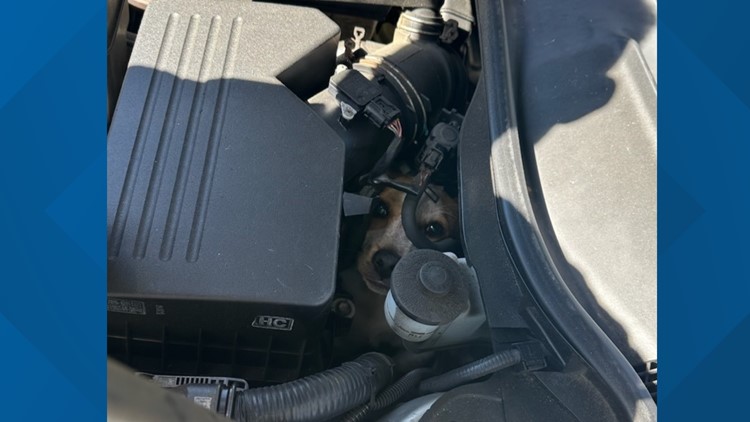 Georgia firefighters rescue dog trapped in car engine