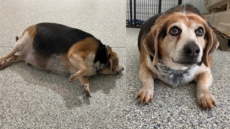Meet Rolo, a 96-pound beagle in a Michigan shelter starting his weight loss journey