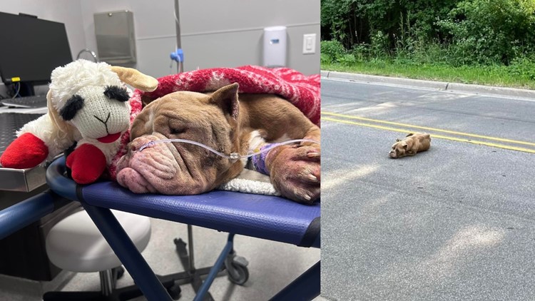 Dog abandoned, starved in Michigan rescued by neighbors